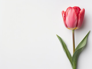 A photo of a tulip, indoor, isolated on white background, old botanical illustration selective focus, vibrant, composite, classical backdrop
