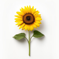 Obraz premium A photo of a sunflower, indoor, isolated on white background, old botanical illustration close up, whimsical, silhouette, museum backdrop