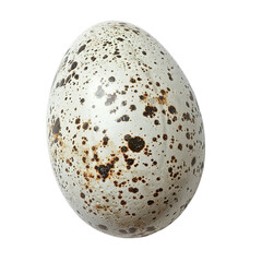 Top view of a single dove egg isolated on a white transparent background