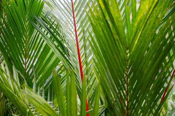 Lipstick palm tree, Cyrtostachys renda, tropical landscape plant garden gardening, exotic colour color foliage red stalk trunk