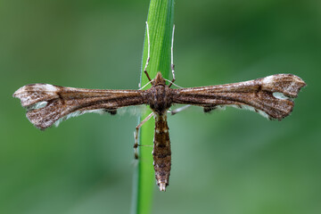 Rosen-Federmotte - Cnaemidophorus rhododactyla