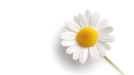 A photo of a daisy, indoor, isolated on white background, old botanical illustration selective focus, futuristic, double exposure, study backdrop