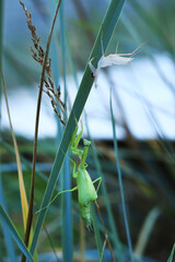 The green mantis sheds its old skin. Close-up of an insect in the grass. After molting, the green mantis turned into an adult. Mantis next to old shed skin
