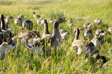 Domestic gray geese on a meadow. Gray Geese in the grass, domestic bird, flock of geese