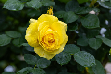 Close-up of beautiful yellow roses blooming in the rose garden in Izu.
