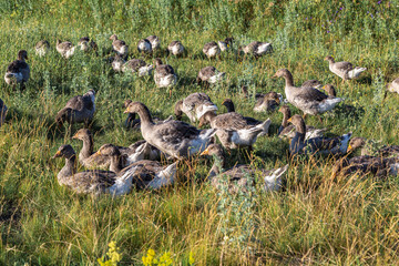 Fototapeta premium Domestic gray geese on a meadow. Gray Geese in the grass, domestic bird, flock of geese