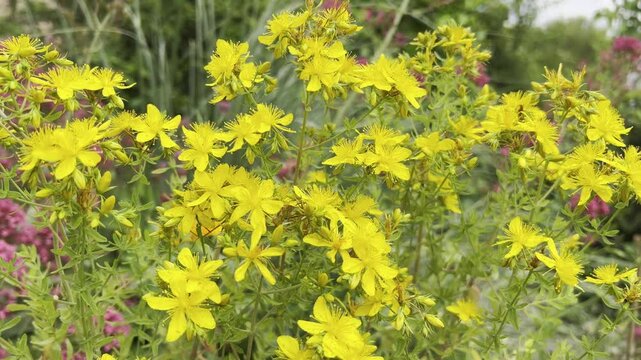 St. John's wort, Hypericum perforatum
