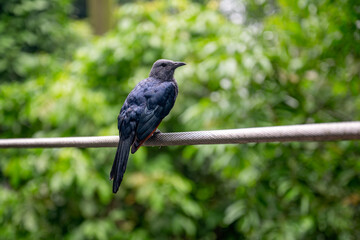 Red-winged starling bird on wire, Onychognathus morio, isolated single solitary, avian ornithology birding watching