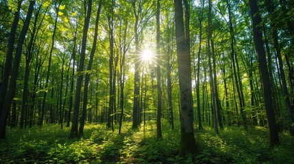 Fototapeta premium Sunbeams Through the Trees