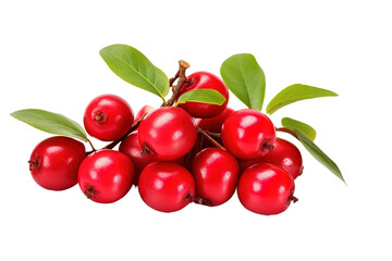 A Lush Cluster of Bright Red Cranberries, Ready to Burst With Flavor on a White or Clear Surface PNG Transparent Background
