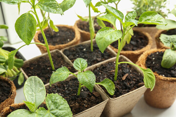 Many different seedlings growing in pots on white background, closeup