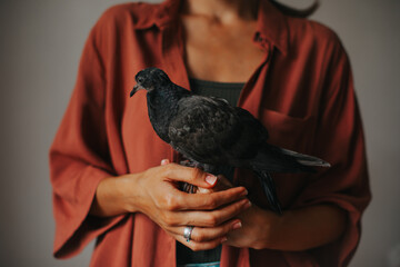 Close up photo of little black pigeon in female hands