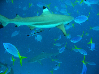 Palau underwater world