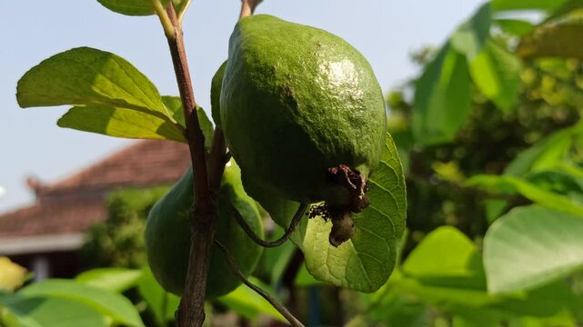 Psidium guajava unripe