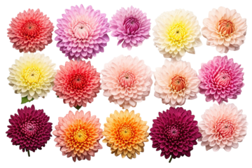A Symphony of Colors: Twelve Delicate Dahlias in Full Bloom on a White or Clear Surface PNG Transparent Background