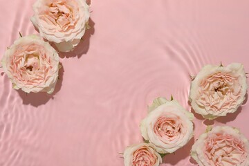 Beautiful rose flowers in water on pink background, top view. Space for text