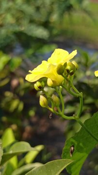 the small yellow flower