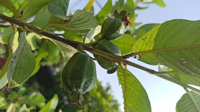 Psidium guajava unripe