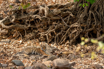 two wild female bengal tiger cubs or panthera tigris sitting near tree roots under shade during...