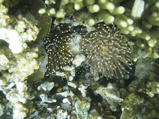 Palau mushroom sea anemone closeup