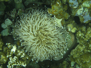 Palau mushroom sea anemone closeup