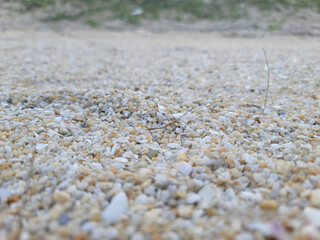 Close-Up of Sandy Beach with Shell Fragments