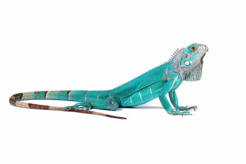 Blue Iguana isolated on white, blue Iguana Cyclura Lewisi, Grand Cayman Blue Iguana © Agus Gatam