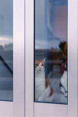 brown and white cat with yellow eyes behind a front door, looks outside