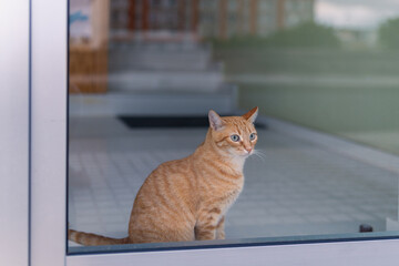 Naklejka premium brown tabby cat with green eyes behind a front door, looks outside