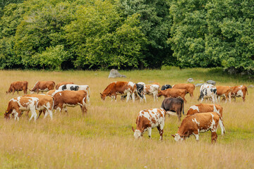 cows in a field