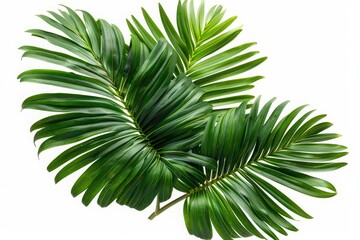 Green leaves of nipa palm or mangrove palm (Nypa fruticans) tropical evergreen plant isolated on white background, clipping path included