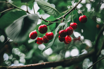 Cherry plantations. Juicy cherries on a tree branch. Harvest season