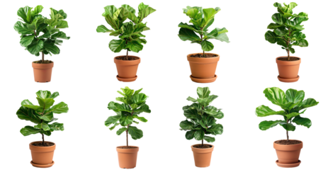 set of Fiddle-leaf fig Plant in pots 