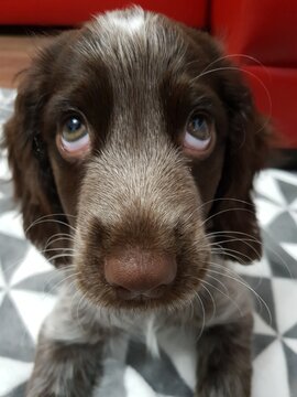 Polish Hunting Spaniel
