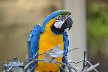 Animaux