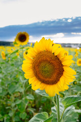 Sunflower field in a beautiful sunset in full bloom. The big golden sunflower field in the countryside