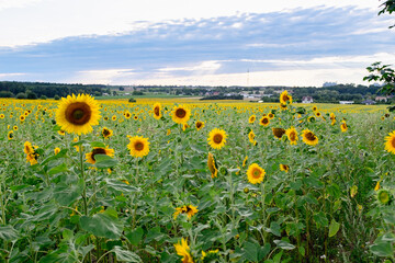 Obraz premium Sunflower field in a beautiful sunset in full bloom. The big golden sunflower field in the countryside