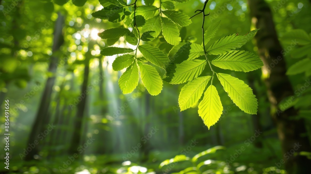 Poster a captivating scene of sunlight filtering through lush green leaves in a dense forest, creating a se