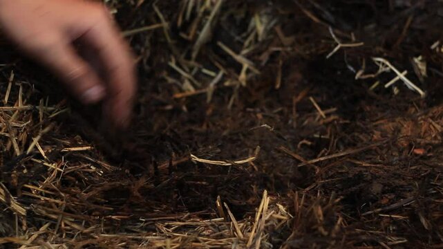 man looking earthworms. checking worms in composter