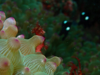 Focus on Bubble-tip anemone in Izu
