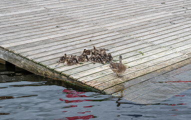 Fototapeta premium Duck family 
