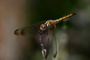 Wandering Glider dragonfly