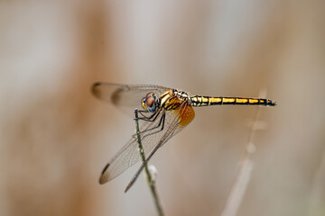 Wandering Glider dragonfly