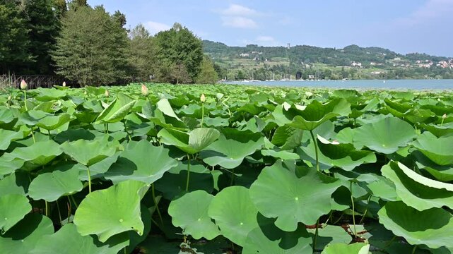 Relaxing footage of water lilies on the lake shore swaying in the wind. Recognizable flower buds emerging from the leaves.