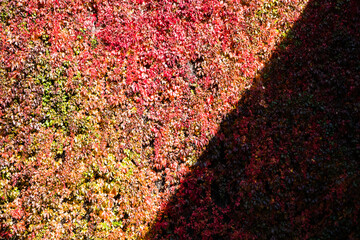 Frankfurt, Germany - City street view in township