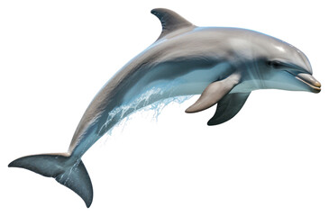 Obraz premium PNG Underwater stenella wildlife swimming.