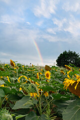 Sunflower field with beautiful clouds in full bloom with the rainbow in the background. The big golden sunflower field in the countryside