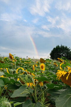 Sunflower field with beautiful clouds in full bloom with the rainbow in the background. The big golden sunflower field in the countryside