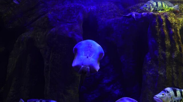 exotic fish Batomorphi in the water