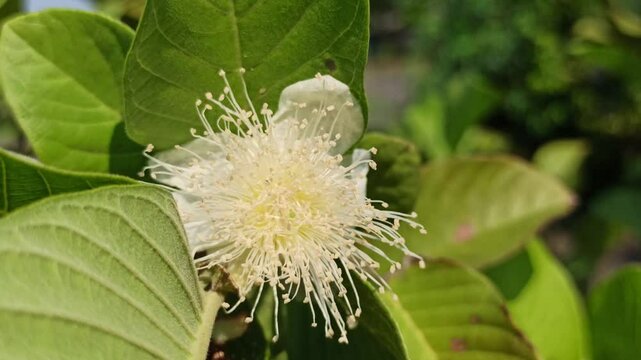 Psidium guajava flower
